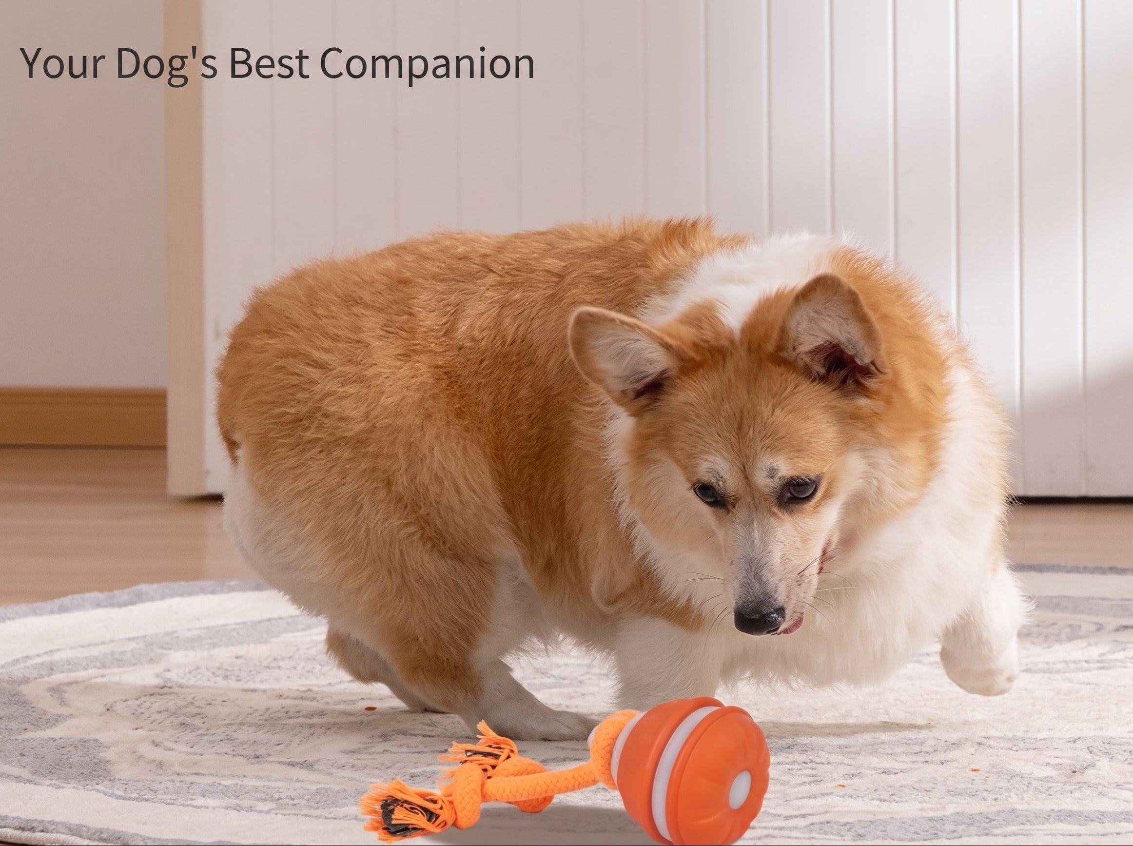 Pet Toy - Motion-Activated Rolling Ball, USB Rechargeable